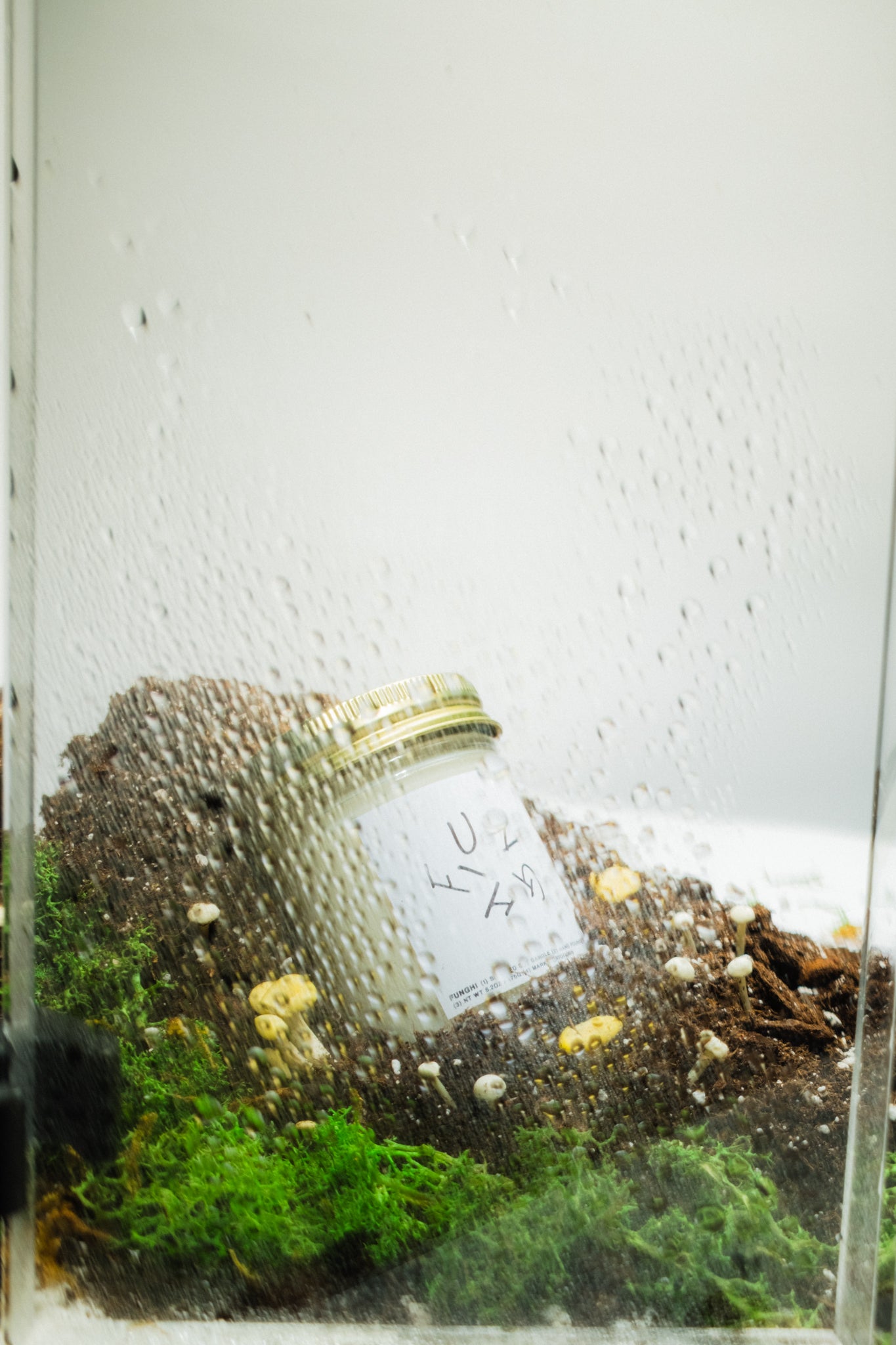 Terrarium with a candle, moss, mushroom and small stones inside a glass container.