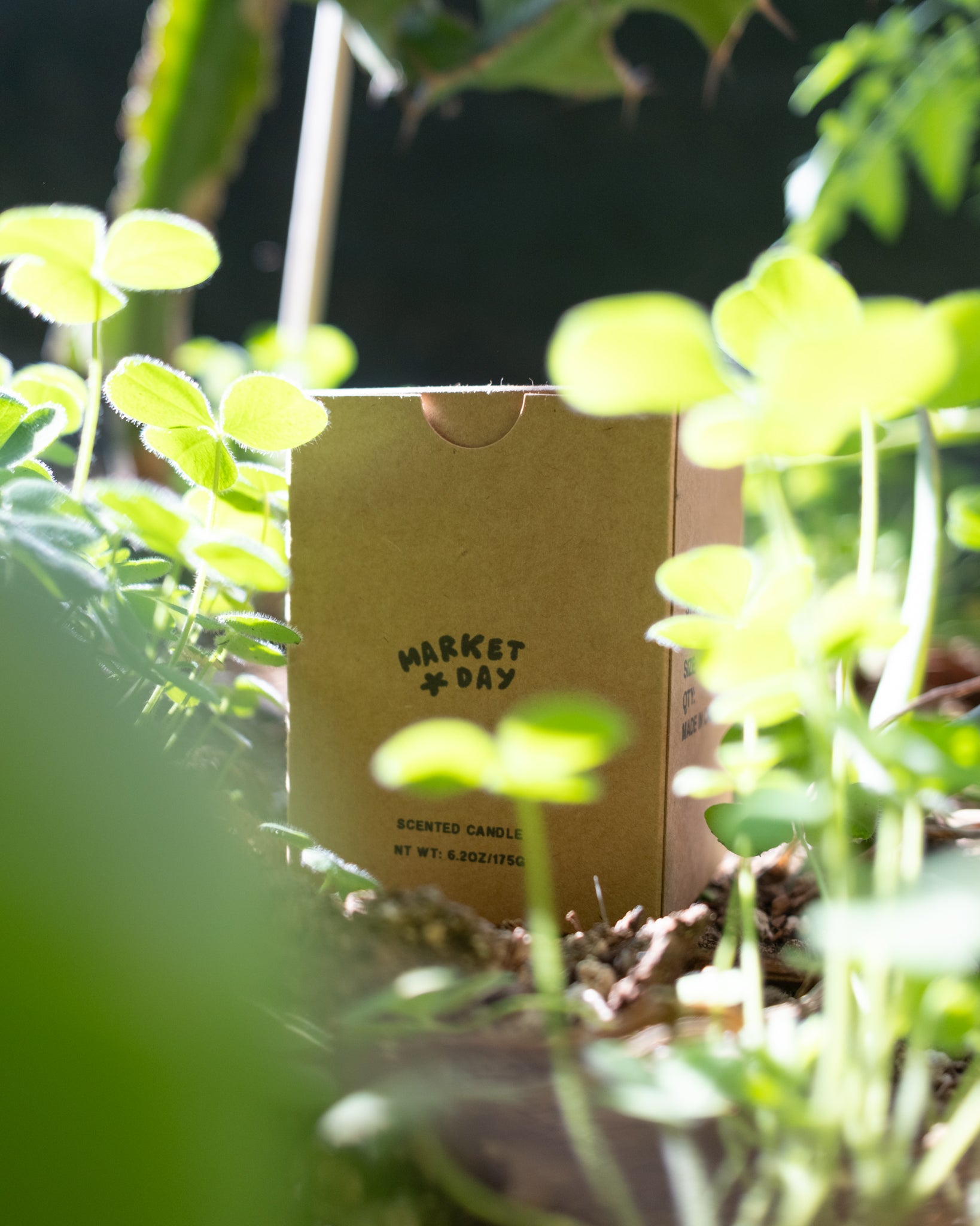 Cardboard box with 'Market Day' branding partially obscured by green plants